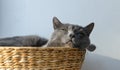 Grey cat has a nap in the wicker basket Royalty Free Stock Photo