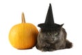 Grey cat in hat with pumpkin Royalty Free Stock Photo