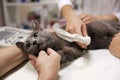 Grey cat having ultrasound scan in veterinary clinic,