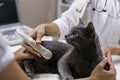 Grey cat having ultrasound scan in clinic, closeup