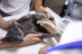 Grey cat having ultrasound scan in veterinary clinic