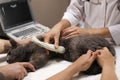 Grey cat having ultrasound scan in veterinary clinic,