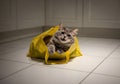Grey Cat Inside Reusable Shopping Bag Royalty Free Stock Photo