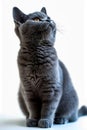 Grey cat with its eyes closed and whiskers outstretched. Generative AI Royalty Free Stock Photo