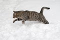 Grey cat is jumping on the snow