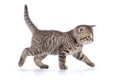 Grey cat kitten walking gracefully along white background Royalty Free Stock Photo