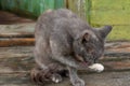 Grey cat licking itself clean