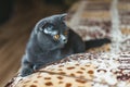 Grey cat lies on the couch in home Royalty Free Stock Photo