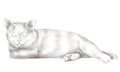 Pencil drawing with lying and sleeping grey cat