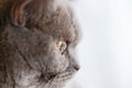 Grey cat look macro view. Cat face Royalty Free Stock Photo