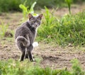 Grey Cat Looking Back Royalty Free Stock Photo