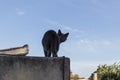 A grey cat looking back Royalty Free Stock Photo