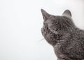 Grey cat looking back Royalty Free Stock Photo