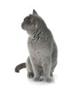 Grey cat looking backward Royalty Free Stock Photo