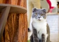 Grey Cat looking to you. Royalty Free Stock Photo