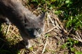 Grey cat looking up with its big green eyes Royalty Free Stock Photo