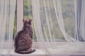 A grey cat looks out the window at the green summer trees. The concept of isolation of the house from the epidemic of the Royalty Free Stock Photo