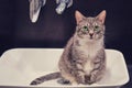 A grey cat looks wistfully sitting in a white sink. A pet is waiting to be washed Royalty Free Stock Photo