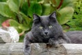 Medium Haired Gray Cat Lounging in a Garden Royalty Free Stock Photo