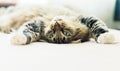 Grey cat lying Royalty Free Stock Photo