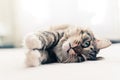 Grey cat lying on bed Royalty Free Stock Photo