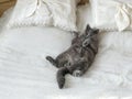 Grey cat lying on the bed. Furry pet conveniently settled down sleep or play. Lovely welcoming background, the morning before the