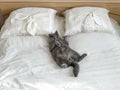 Grey cat lying on the bed. Furry pet conveniently settled down sleep or play. Lovely welcoming background, the morning before the