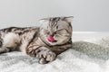 Grey cat lying on bed, lick his face, wash by tongue. Striped animal morning sleep