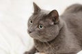 Grey cat lying in bed, playfull mood Royalty Free Stock Photo