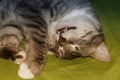 Grey cat lying on a blanket. The kitten played enough and fell asleep. Pet sleeps on the bed. He has nightmares-his mouth is open Royalty Free Stock Photo