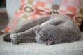 Grey cat lying on a chair. Royalty Free Stock Photo