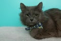 Grey cat lying down wearing a bow tie close up