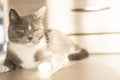 Grey cat lying on the floor in the sun