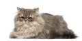 Grey cat lying in front of white background Royalty Free Stock Photo