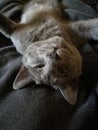 Grey cat lying on her back Royalty Free Stock Photo