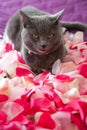 Grey cat lying on petals of roses. Royalty Free Stock Photo