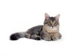Grey cat lying on white background Royalty Free Stock Photo