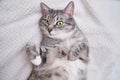 A grey cat is lying on a white blanket on its back with its belly up. A pet is resting on a warm bedspread Royalty Free Stock Photo