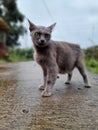 The grey cat is the most beautifull animal