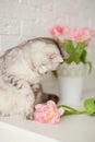 Grey cat near flowers. Bouquet of tulips with pink and white petals in white metal vase. Royalty Free Stock Photo