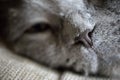 Grey cat nose close-up, macro photo, soft focus.