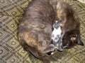 Grey cat nursing her newborn kittens