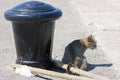 Grey cat at pier Royalty Free Stock Photo