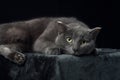 A grey cat with piercing yellow eyes reclines on a dark surface Royalty Free Stock Photo