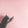 Grey cat on a pink background, looks and stretches paw. Copy space, banner, top view Royalty Free Stock Photo