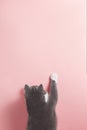 Grey cat on a pink background, looks and stretches paw. Copy space, banner, top view Royalty Free Stock Photo