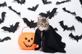 Grey cat with plastic pumpkin Royalty Free Stock Photo