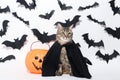 Grey cat with plastic pumpkin Royalty Free Stock Photo