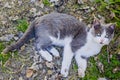 Grey cat portrait Royalty Free Stock Photo