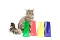 Grey cat with purchases Royalty Free Stock Photo